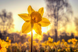 Daffodil Flower Seeds for Planting - Sun Loving, Heirloom & Non-GMO Seeds for Home Garden, 100pcs
