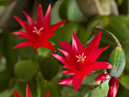 Red Zygocactus Truncatus Flower Seeds for Planting | Heirloom Non-GMO Organic Garden Seeds | Cottage Garden Essential, 100pcs