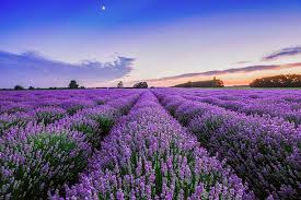 Lavender Flower Seeds for Planting - Premium Quality, Heirloom & Non-GMO Seeds for Home Garden, 100pcs