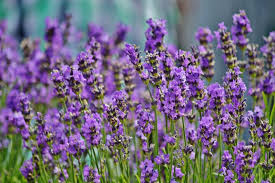 Lavender Flower Seeds for Planting - Premium Quality, Heirloom & Non-GMO Seeds for Home Garden, 100pcs