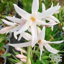 Tulbaghia Flower Seeds for Planting - Bright Blooms, Heirloom & Non-GMO Seeds for Home Garden, 100pcs