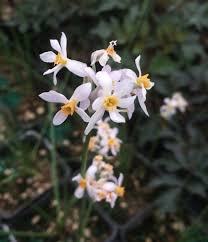 Tulbaghia Flower Seeds for Planting - Bright Blooms, Heirloom & Non-GMO Seeds for Home Garden, 100pcs