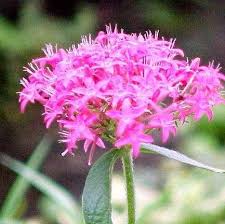 Pink Pentas Flower Seeds for Planting - Vibrant Colors, Heirloom & Non-GMO Seeds for Home Garden, 100pcs