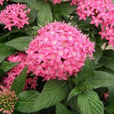 Pink Pentas Flower Seeds for Planting - Vibrant Colors, Heirloom & Non-GMO Seeds for Home Garden, 100pcs