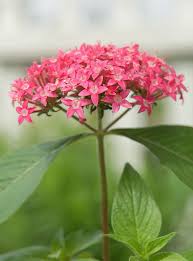Pink Pentas Flower Seeds for Planting - Vibrant Colors, Heirloom & Non-GMO Seeds for Home Garden, 100pcs