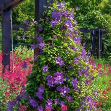 Bijou Flower Seeds for Planting - Garden Favorite, Heirloom & Non-GMO Seeds for Home Garden, 100pcs