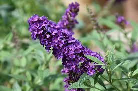 Violet Buddleia Flower Seeds for Planting - Easy to Grow, Heirloom & Non-GMO Seeds for Home Garden, 100pcs
