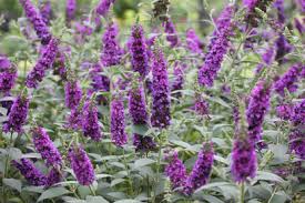 Violet Buddleia Flower Seeds for Planting - Easy to Grow, Heirloom & Non-GMO Seeds for Home Garden, 100pcs