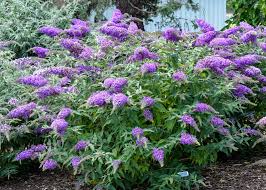 Violet Buddleia Flower Seeds for Planting - Easy to Grow, Heirloom & Non-GMO Seeds for Home Garden, 100pcs