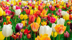 Tulip Flower Seeds for Planting - Hardy Variety, Heirloom & Non-GMO Seeds for Home Garden, 100pcs