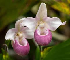 Slipper Orchid Flower Seeds for Planting - Perfect for Borders, Heirloom & Non-GMO Seeds for Home Garden, 100pcs