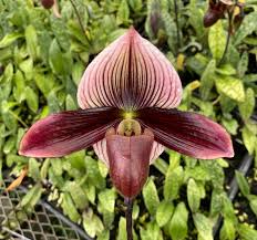 Slipper Orchid Flower Seeds for Planting - Perfect for Borders, Heirloom & Non-GMO Seeds for Home Garden, 100pcs