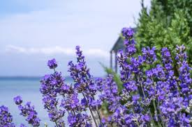 Sea Lavender Flower Seeds for Planting - Long Bloom Season, Heirloom & Non-GMO Seeds for Home Garden