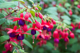 Fuchsia Cooperi Flower Seeds for Planting - Pollinator Friendly, Heirloom & Non-GMO Seeds for Home Garden, 100pcs