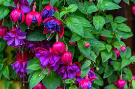 Fuchsia Cooperi Flower Seeds for Planting - Pollinator Friendly, Heirloom & Non-GMO Seeds for Home Garden, 100pcs