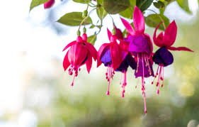 Fuchsia Cooperi Flower Seeds for Planting - Pollinator Friendly, Heirloom & Non-GMO Seeds for Home Garden, 100pcs