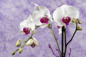 Butterfly Orchids White Violet Flower Seeds for Planting - Fragrant Blossoms, Heirloom & Non-GMO Seeds for Home Garden