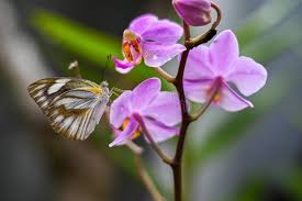 Butterfly Orchids White Violet Flower Seeds for Planting - Fragrant Blossoms, Heirloom & Non-GMO Seeds for Home Garden