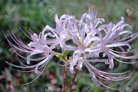White Lycoris Flower Seeds for Planting | Heirloom Non-GMO Organic Garden Seeds | Cut Flower Favorite, 100pcs