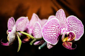 Butterfly Orchids White Violet Flower Seeds for Planting - Fragrant Blossoms, Heirloom & Non-GMO Seeds for Home Garden