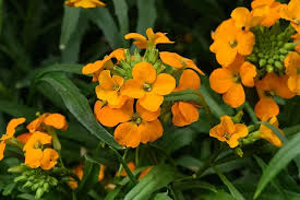 Orange Wallflower Flower Seeds for Planting - Drought Tolerant, Heirloom & Non-GMO Seeds for Home Garden, 100pcs