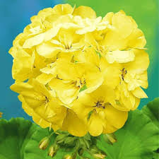 Geranium Yellow Flower Seeds for Planting - Colorful Display, Heirloom & Non-GMO Seeds for Home Garden