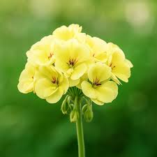 Geranium Yellow Flower Seeds for Planting - Colorful Display, Heirloom & Non-GMO Seeds for Home Garden