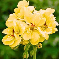 Geranium Yellow Flower Seeds for Planting - Colorful Display, Heirloom & Non-GMO Seeds for Home Garden
