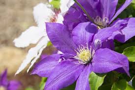 Clematis White Purple Flower Seeds for Planting - Low Maintenance, Heirloom & Non-GMO Seeds for Home Garden, 100pcs