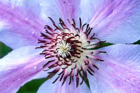 Clematis White Purple Flower Seeds for Planting - Low Maintenance, Heirloom & Non-GMO Seeds for Home Garden, 100pcs