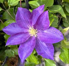 Clematis White Purple Flower Seeds for Planting - Low Maintenance, Heirloom & Non-GMO Seeds for Home Garden, 100pcs