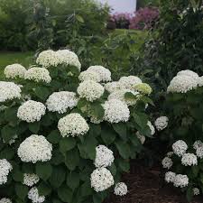 Invincibelle Limetta Hydrangea Flower Seeds for Planting - Cut Flower Favorite, Heirloom & Non-GMO Seeds for Home Garden, 100pcs