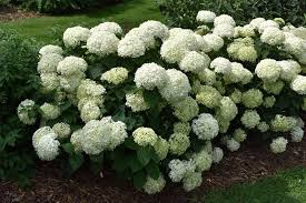 Invincibelle Limetta Hydrangea Flower Seeds for Planting - Cut Flower Favorite, Heirloom & Non-GMO Seeds for Home Garden, 100pcs