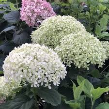 Invincibelle Limetta Hydrangea Flower Seeds for Planting - Cut Flower Favorite, Heirloom & Non-GMO Seeds for Home Garden, 100pcs