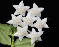 Hoya White Flower Seeds for Planting - Wildflower Mix, Heirloom & Non-GMO Seeds for Home Garden