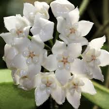 Hoya White Flower Seeds for Planting - Wildflower Mix, Heirloom & Non-GMO Seeds for Home Garden