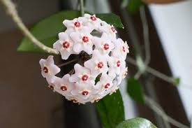 Hoya White Flower Seeds for Planting - Wildflower Mix, Heirloom & Non-GMO Seeds for Home Garden