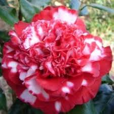 Camellia Red White Flower Seeds for Planting - Seasonal Bloomer, Heirloom & Non-GMO Seeds for Home Garden, 100pcs