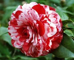 Camellia Red White Flower Seeds for Planting - Seasonal Bloomer, Heirloom & Non-GMO Seeds for Home Garden, 100pcs