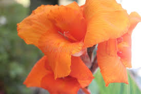 Orange Indica Flower Seeds for Planting - Sun Loving, Heirloom & Non-GMO Seeds for Home Garden, 100pcs