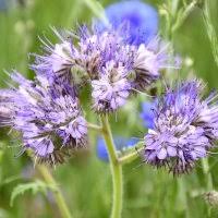 Purple Phacelia Tanacetifolia Flower Seeds for Planting | Heirloom Non-GMO Organic Garden Seeds | Wildflower Mix, 100pcs