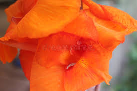 Orange Indica Flower Seeds for Planting - Sun Loving, Heirloom & Non-GMO Seeds for Home Garden, 100pcs