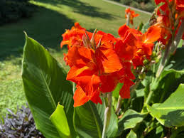 Orange Indica Flower Seeds for Planting - Sun Loving, Heirloom & Non-GMO Seeds for Home Garden, 100pcs