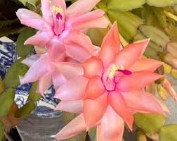 Schlumbergera Peach Flower Seeds for Planting - Shade Tolerant, Heirloom & Non-GMO Seeds for Home Garden