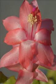 Schlumbergera Peach Flower Seeds for Planting - Shade Tolerant, Heirloom & Non-GMO Seeds for Home Garden