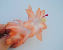 Schlumbergera Peach Flower Seeds for Planting - Shade Tolerant, Heirloom & Non-GMO Seeds for Home Garden