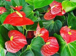 Anthurium Andraeanum Flower Seeds for Planting - Premium Quality, Heirloom & Non-GMO Seeds for Home Garden, 100pcs