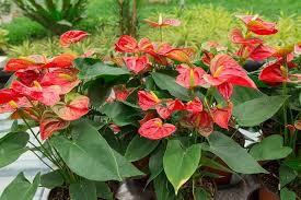 Anthurium Andraeanum Flower Seeds for Planting - Premium Quality, Heirloom & Non-GMO Seeds for Home Garden, 100pcs