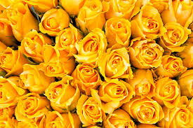 Yellow Rose Flower Seeds for Planting - Cut Flower Favorite, Heirloom & Non-GMO Seeds for Home Garden, 100pcs