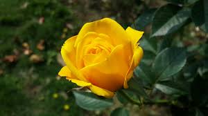 Yellow Rose Flower Seeds for Planting - Cut Flower Favorite, Heirloom & Non-GMO Seeds for Home Garden, 100pcs